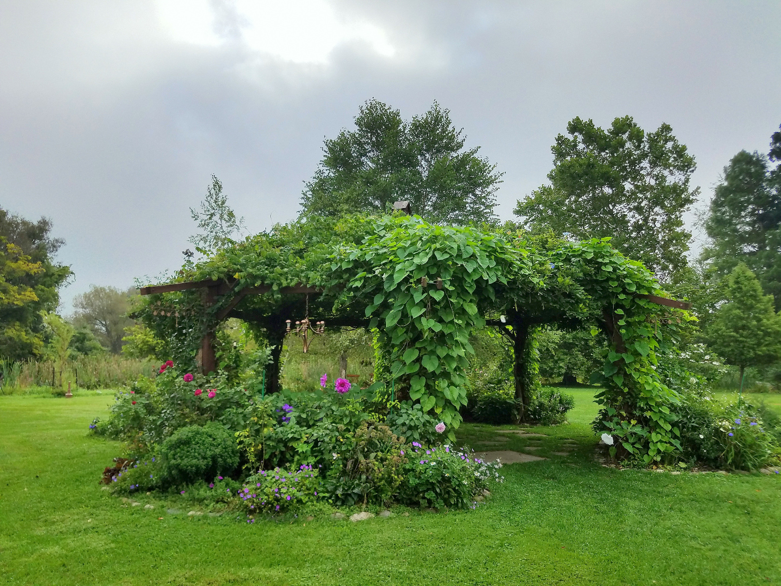 You can see the Flowering Gazebo becomes overrun with the Morning Glories